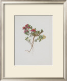 Buy Small Boxwood at AllPosters.com