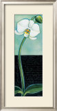 Buy White Orchid at AllPosters.com