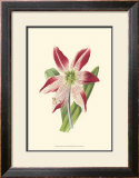 Buy Amaryllis Blooms IV at AllPosters.com