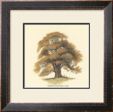 Buy Sessile-Fruited Oak at AllPosters.com