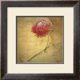 Buy Little Strawflower at AllPosters.com