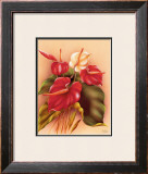 Buy Red and White Anthuriums at AllPosters.com