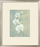 Buy Powder Blue Orchid at AllPosters.com
