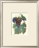 Detail of Grapes I