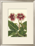 Buy Gloxinia Garden III at AllPosters.com