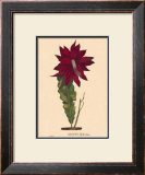 Buy Hybridus at AllPosters.com