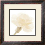 Buy Carnation II at AllPosters.com