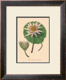 Buy Nymphea Versicolo at AllPosters.com