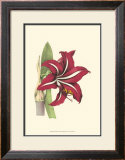 Buy Amaryllis Blooms I at AllPosters.com