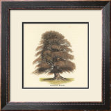Buy Common Beech at AllPosters.com