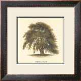 Oriental Plane
