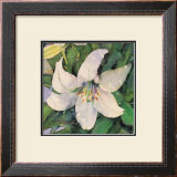 Buy White Lily at AllPosters.com