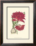 Buy Amaryllis Blooms II at AllPosters.com