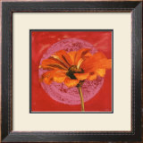 Zinnia Orange sur Pos Rose