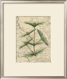 Mountain Pinon II