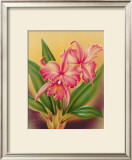 Buy Cattleya at AllPosters.com