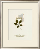 Virginia Creeper