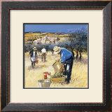 Buy La Cueillette des Olives at AllPosters.com