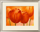 Buy Peach Tulips at AllPosters.com