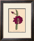 Buy Speciosissimus at AllPosters.com