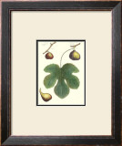 Fig Leaf I