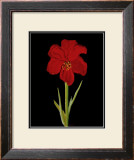Buy Amaryllis at AllPosters.com