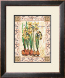 Provincial Narcissus
