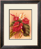 Buy Red and White Anthuriums at AllPosters.com