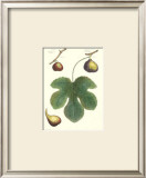 Fig Leaf I