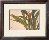 Brown Orchids