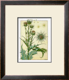 Buy Cardus at AllPosters.com