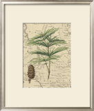 Mountain Pinon I