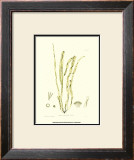 Buy Seaweed III at AllPosters.com