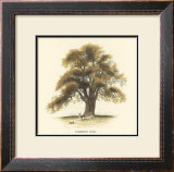 Common Oak