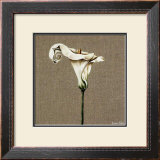 Buy Arum at AllPosters.com