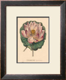Buy Nelumbium at AllPosters.com