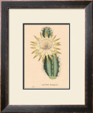 Buy Hexagonus at AllPosters.com