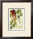 Buy Hedera at AllPosters.com