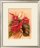 Buy Red and White Anthuriums at AllPosters.com