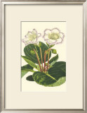 Buy Gloxinia Garden IV at AllPosters.com
