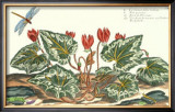 Buy De Passe Cyclamen at AllPosters.com