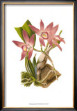 Buy Blushing Orchids I at AllPosters.com
