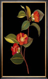Exotic Beauty I