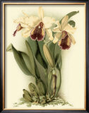 Buy Dramatic Orchid II at AllPosters.com