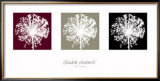 Buy Allium at AllPosters.com
