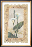 Buy Calla Lily at AllPosters.com
