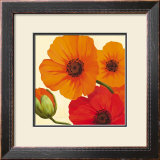 Buy California Poppies at AllPosters.com