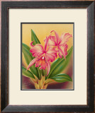 Buy Cattleya at AllPosters.com
