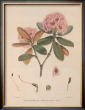 Buy Aeruginosum at AllPosters.com
