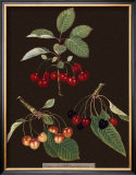 Buy Brookshaw Cherries at AllPosters.com